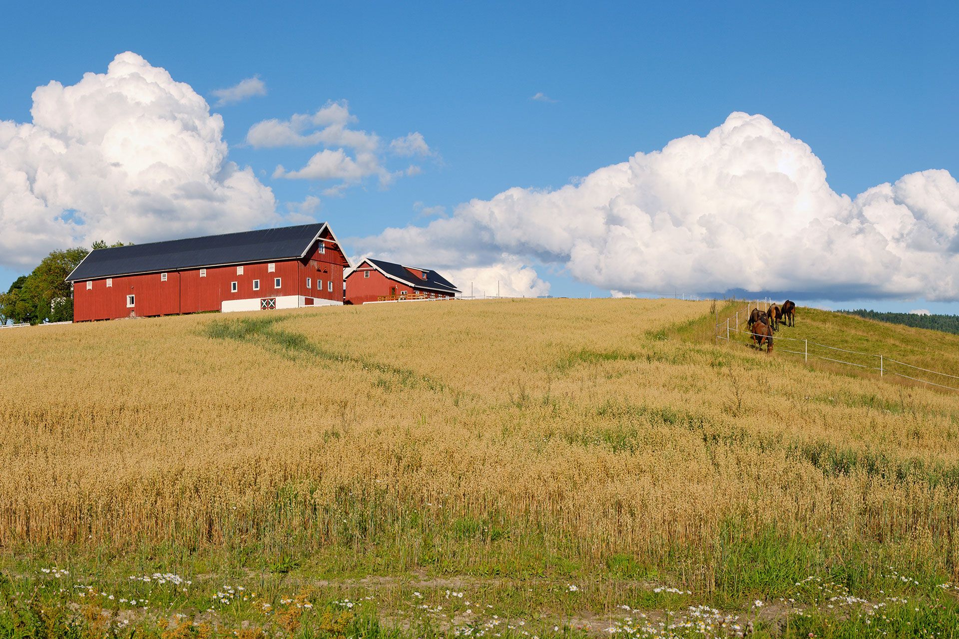 Gul åker med røde gårdsbygninger og innhegning med hester i bakgrunnen. Bilde.