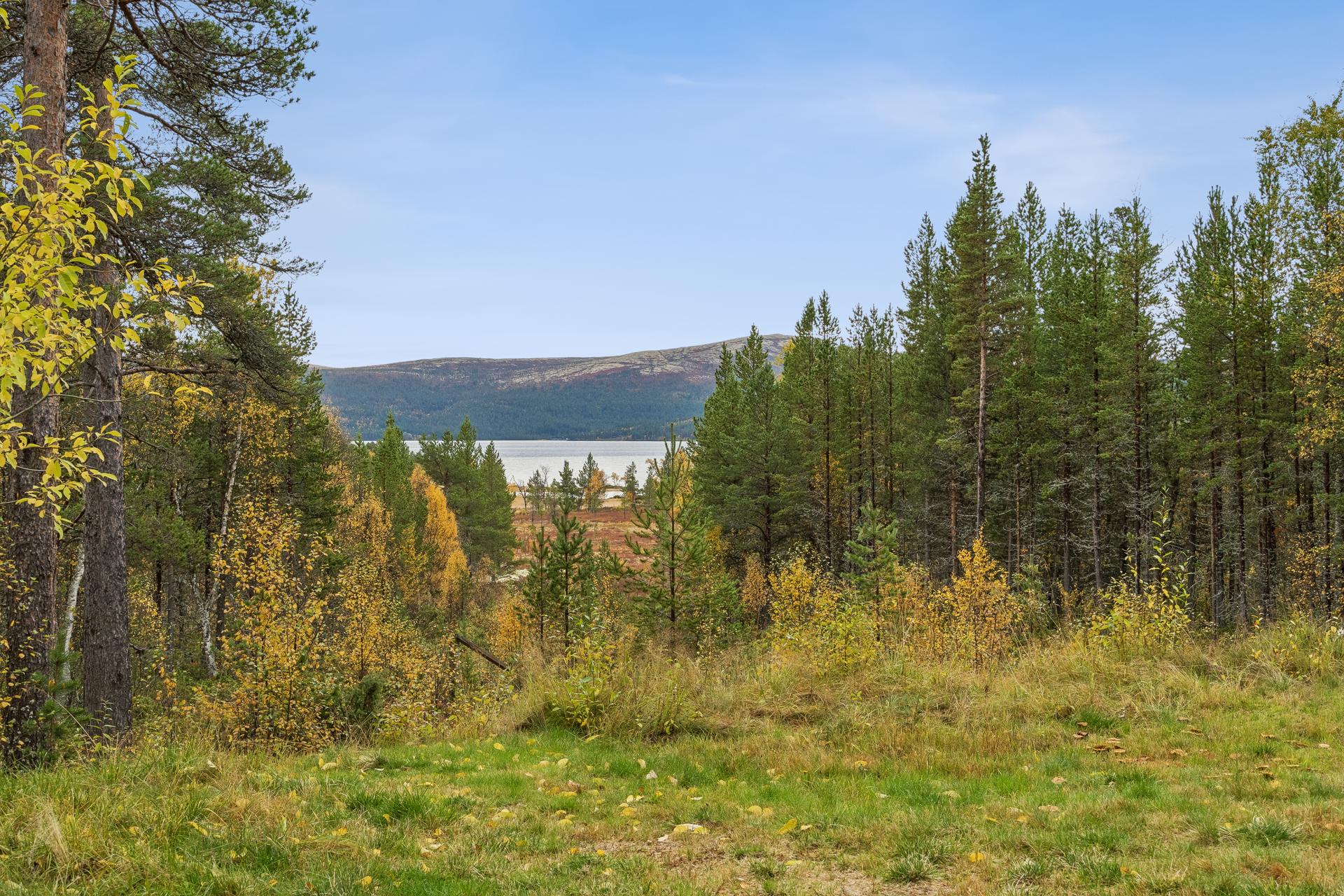 Utsikt fra eiendommen mot Savalsjøen, omkranset av furuskog og fjell.. Bilde nummer 3 av 3
