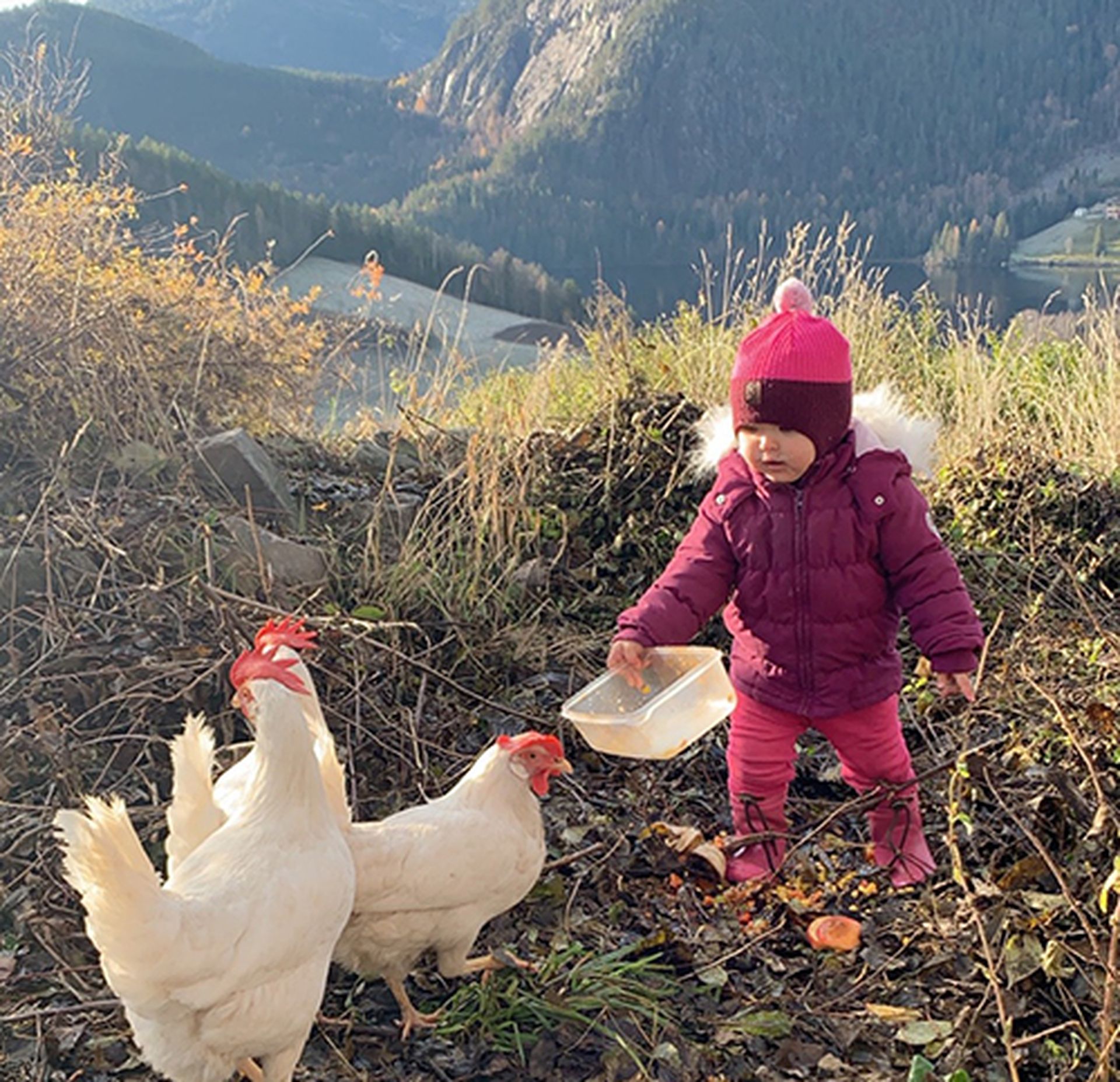 Barn i naturen med vinterklær holder i en plastboks, mater to høner. Bilde.