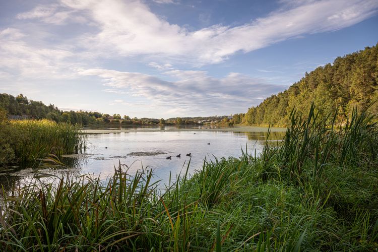 Bilde fra området