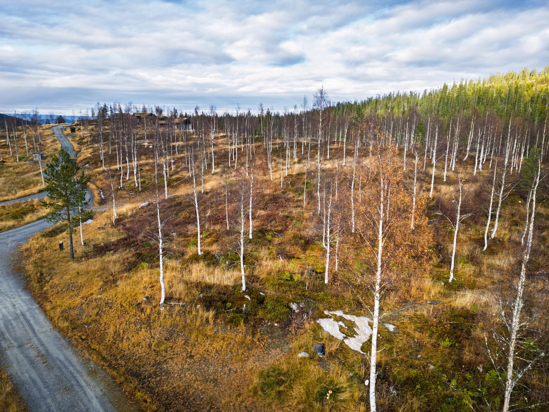 Landskapet preges av åpen skog og gir en følelse av ro og nærhet til naturen.. Bilde nummer 2 av 3