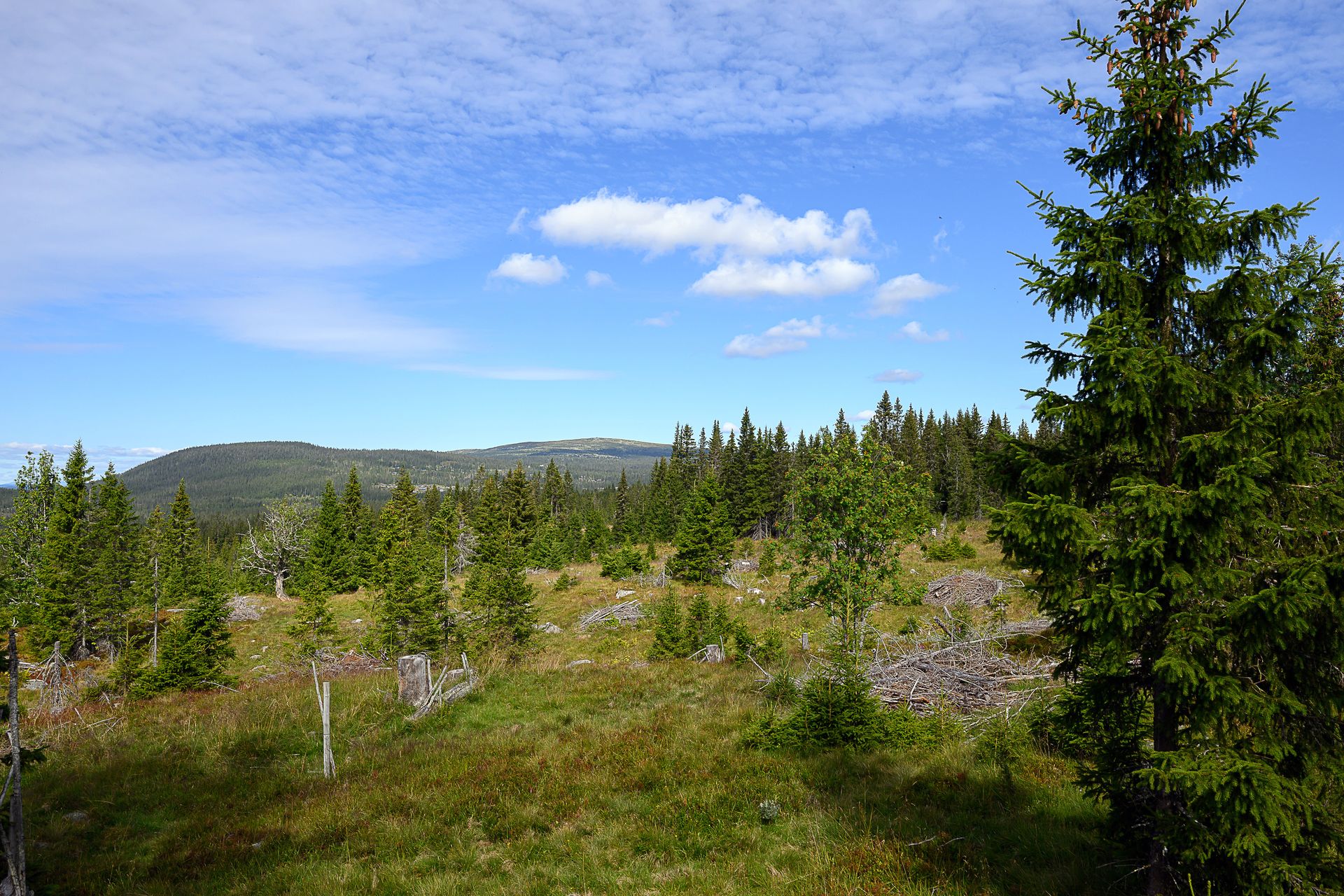 Området byr på fine turmuligheter sommer som vinter. Det er tilgang til både turstier og løypenett i nærheten av hytta.. Bilde nummer 3 av 3