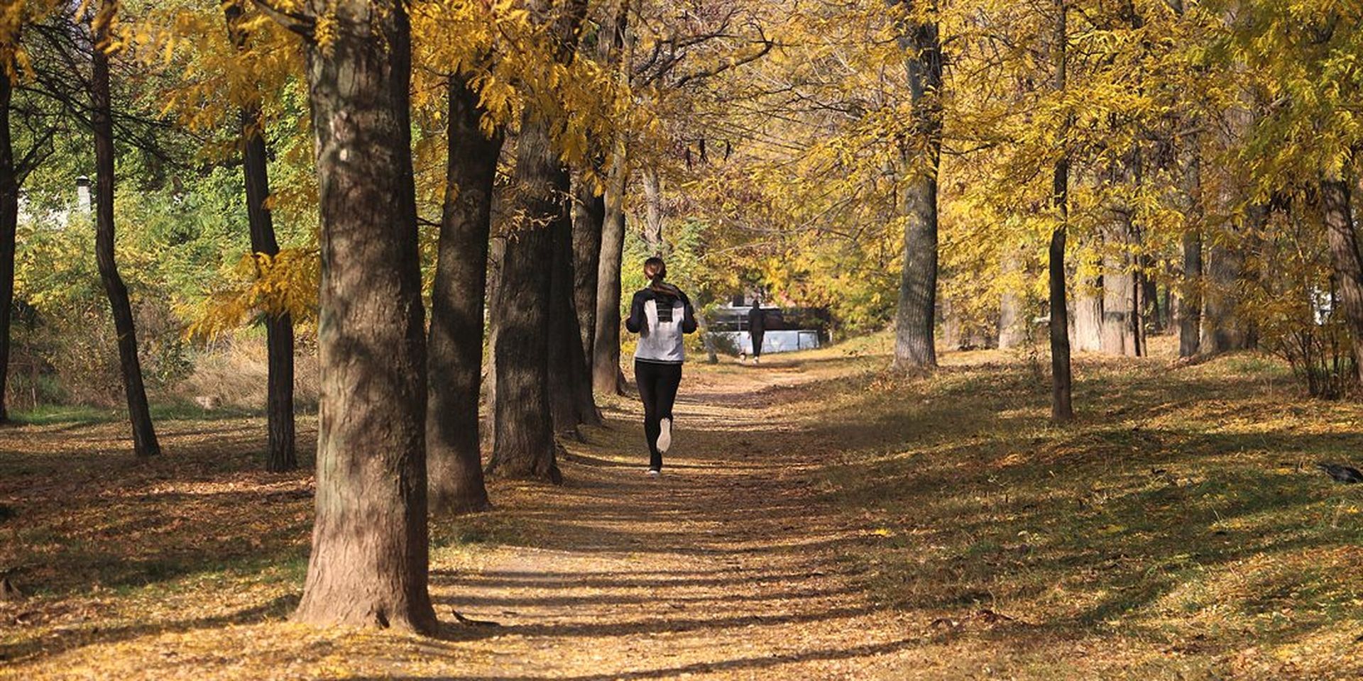 Dame jogger nedover tre-allé på høsten. Bilde.