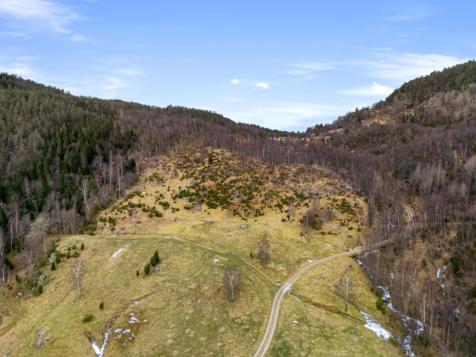 Skog: strekker seg opp mot nordhelningen overfor hyttefeltet på Nedre Mæle. Det er opparbeidet skogsveier i området Det er opparbeidet skogsveier i området som gir lett tilkomst til skogen og beitearealene nedenfor. . Bilde nummer 2 av 3