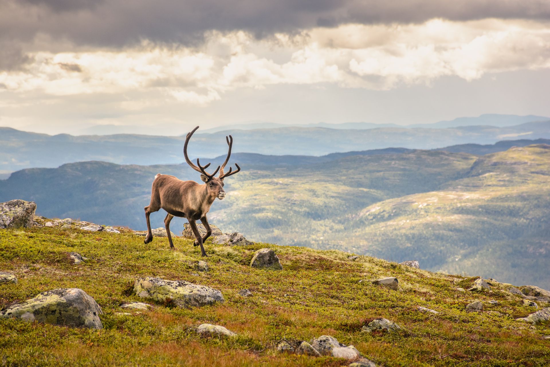 Reinsdyr over vidda