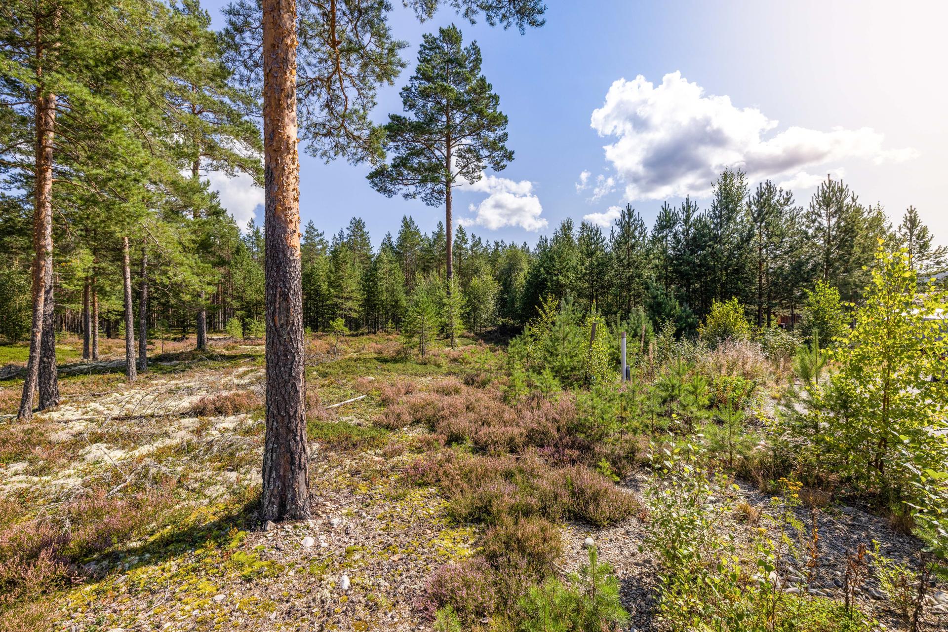 Bygg boligdrømmen på en flat og fin råtomt på 759 kvm, meget solrikt beliggende i landlige omgivelser rett ved idrettsplassen på Hørte.. Bilde nummer 3 av 3
