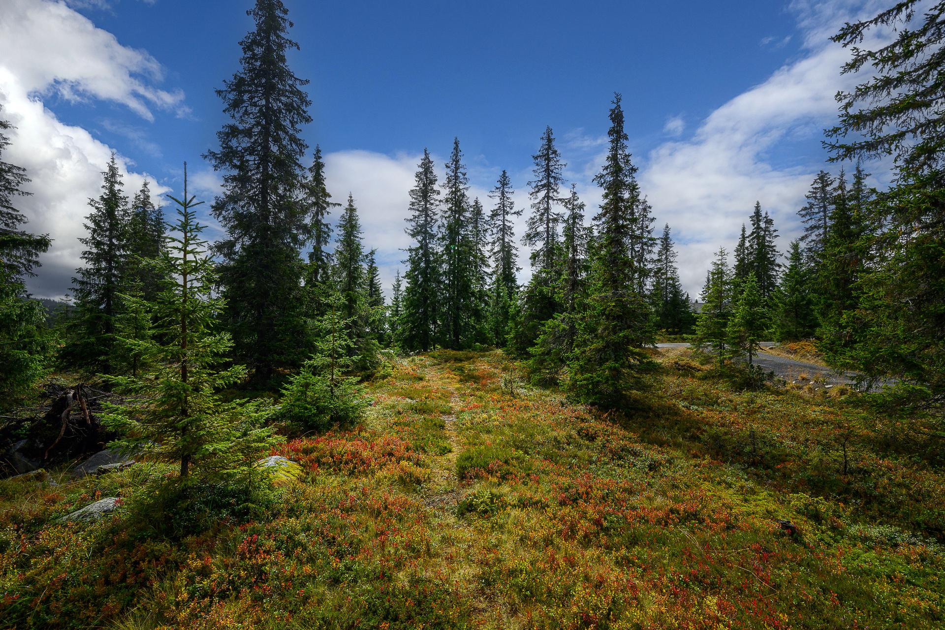 Hytta ligger forholdsvis usjenert til på en relativt flat og lun naturtomt.. Bilde nummer 3 av 3