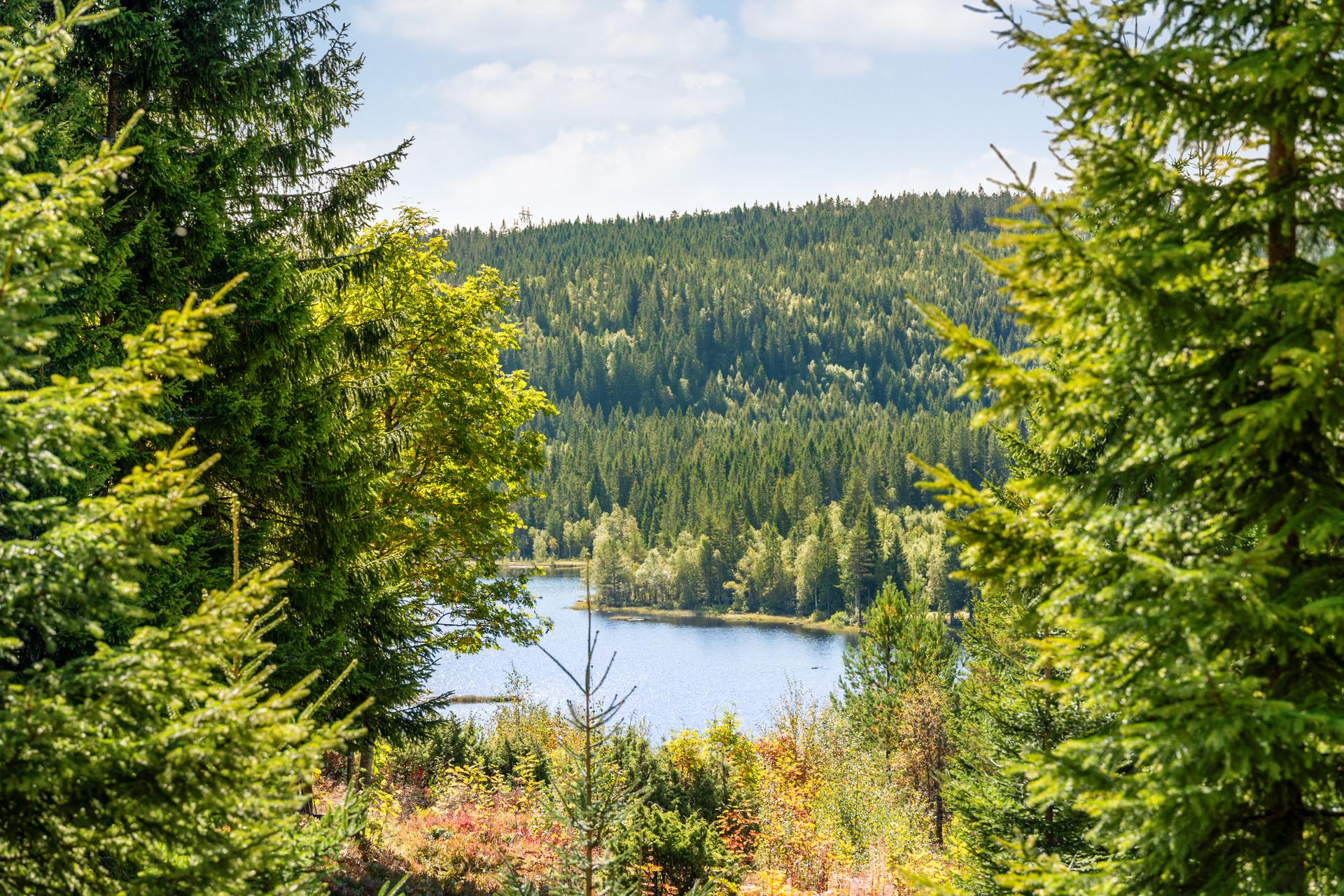 Skogen og naturen er din nærmeste nabo.. Bilde nummer 3 av 3