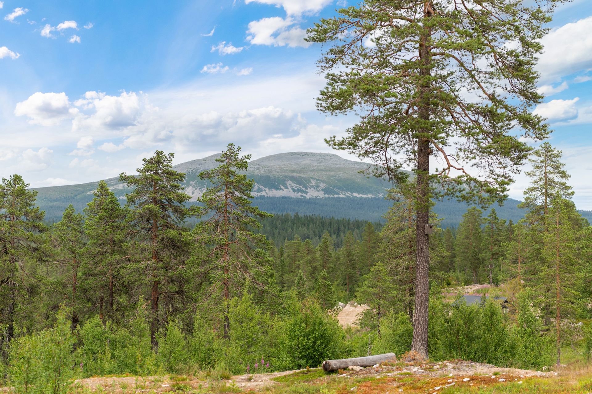 Utsikt mot Trysilfjellet fra nærområdet.. Bilde nummer 2 av 3